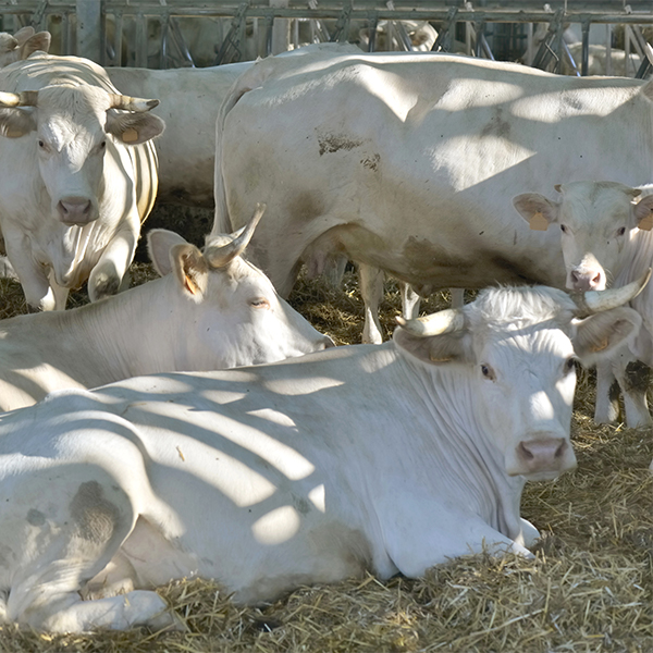 digestion de vaches allaitantes