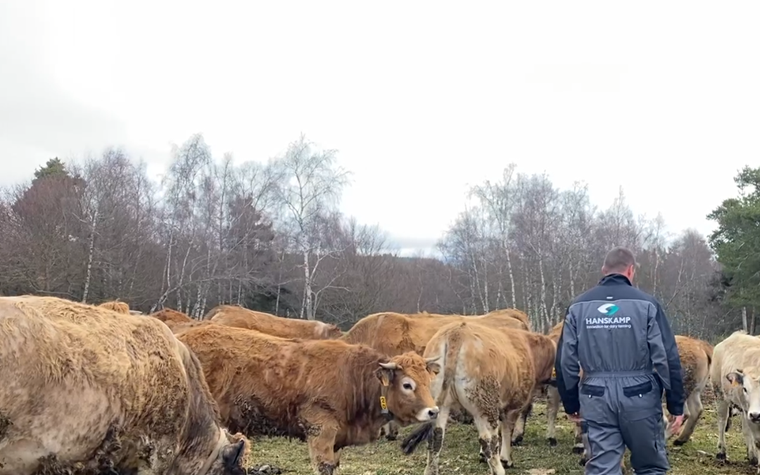 Vaches allaitantes : une distribution de l’aliment automatique et individuelle avec Hanskamp